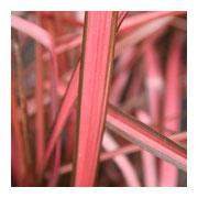 PHORMIUM 'Evening Glow'