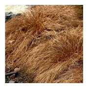 CAREX comans Bronze