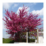 CERCIS siliquastrum