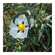 CISTUS