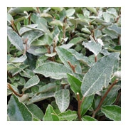 ELAEAGNUS ebbingei Compacta