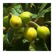 ERIOBOTRYA japonica