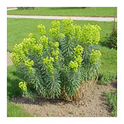 EUPHORBIA