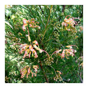 GREVILLEA Desert Flame