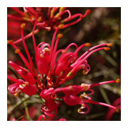 GREVILLEA juniperina
