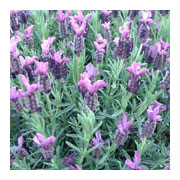 LAVANDULA Stoechas