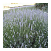 LAVANDULA intermedia x Grosso