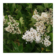 LIGUSTRUM texanum