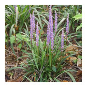 LIRIOPE muscari Majestic