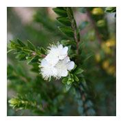 MYRTUS communis Tarentina