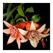 PUNICA granatum
