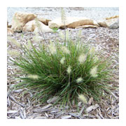 PENNISETUM alopecurioides Little Bunny