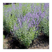 PEROVSKIA atriplicifolia Blue Spire