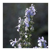 ROSMARINUS officinalis