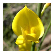 SPARTIUM junceum