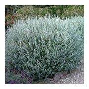 TEUCRIUM fruticans