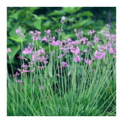 TULBAGHIA violacea