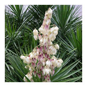 YUCCA aloifolia