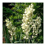 YUCCA filamentosa