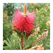 CALLISTEMONS laevis
