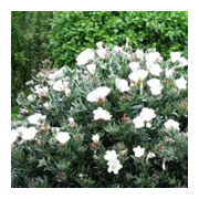 Convolvulus cneorum