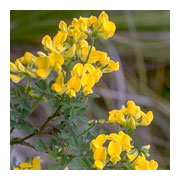 CORONILLA emerus