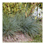 FESTUCA glauca