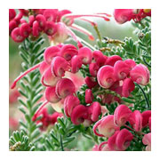 GREVILLEA lanigera Mount Tomboritha