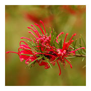 GREVILLEA rosmarinifolia