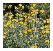 PHLOMIS fruticosa