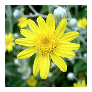 SENECIO greyi