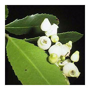 Arbutus unedo