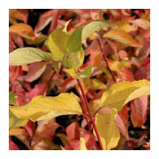 Cornus alba Aurea