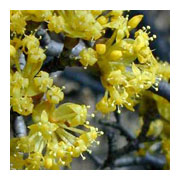 Cornus mas