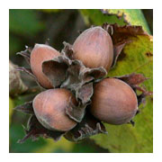 Corylus avellana