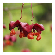 Euonymus europaeus