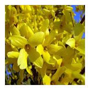 FORSYTHIA intermedia x Lynwood Gold
