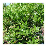 Laurus nobilis