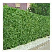 Ligustrum vulgare Atrovirens