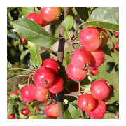 Malus Professor Sprenger