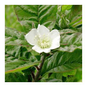 Mespilus germanica