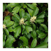 Pachysandra terminalis