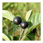 Rhamnus frangula