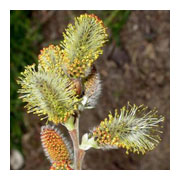 Salix caprea