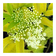 Sambucus nigra Aurea
