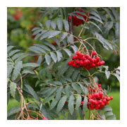 Sorbus aucuparia