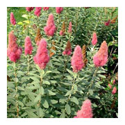 Spirea billardii