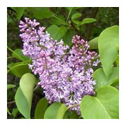 Syringa vulgaris