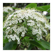 Viburnum lantana