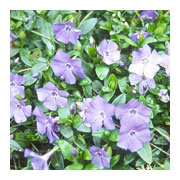 Vinca minor
